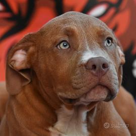 Cucciole American Bully XL