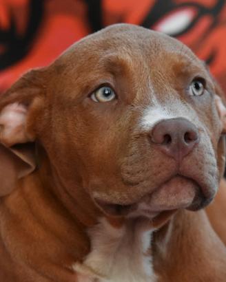 Cucciole American Bully XL