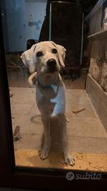 Incrocio labrador femmina