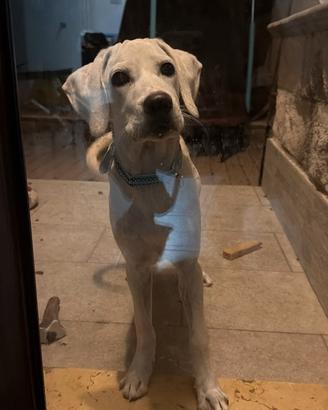 Incrocio labrador femmina