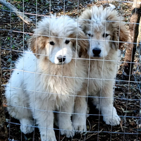 Cucciolo montagna dei pirenei