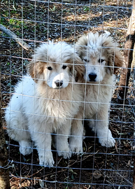 Cucciolo montagna dei pirenei