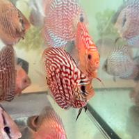 Discus pesci tropicali
