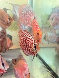 Discus pesci tropicali