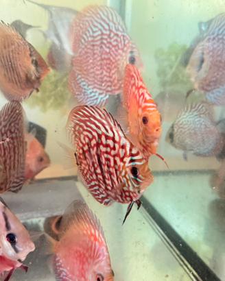 Discus pesci tropicali