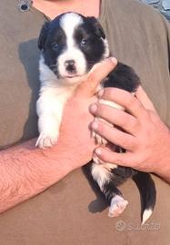 Simil Border Collie