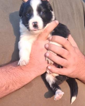 Simil Border Collie