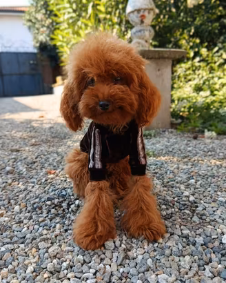 Barboncini mini toy