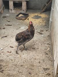 2 galletti olive egger