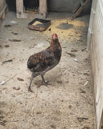 2 galletti olive egger