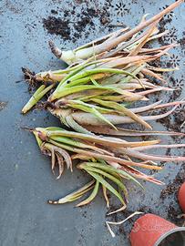 talee e piante di aloe vera