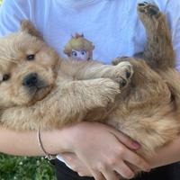 Golden Retriever cuccioli