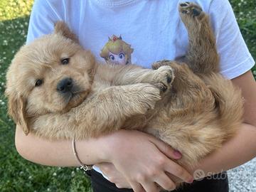 Golden Retriever cuccioli