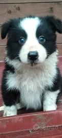 Cuccioli Bordercollie