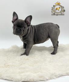 Esclusiva Principessina Bulldog Francese Total Blu