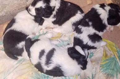 cuccioli taglia piccola 