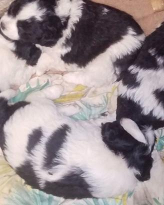 cuccioli taglia piccola 