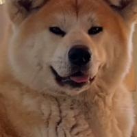 Akita inu femmina