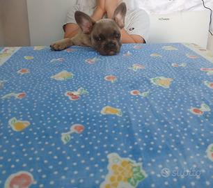 bulldog francese 