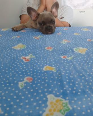 bulldog francese 