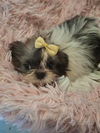 Cuccioli Shitzu