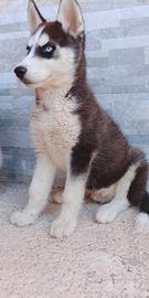Siberian Husky