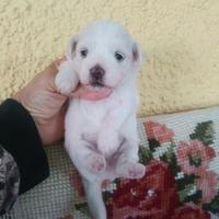 Maltipoo graziosissima