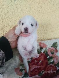 Maltipoo graziosissima