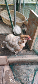 Gallina araucana di 1 anno