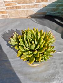  Echeveria agavoides pianta grassa 