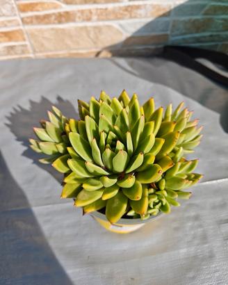  Echeveria agavoides pianta grassa 