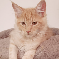 Cuccioli Maine Coon pedigree Anfi