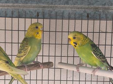 4 cocorite