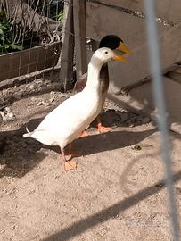 Maschi anatra corritrice