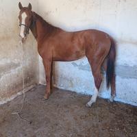 Puledra anglo araba 2 anni