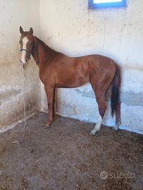 Puledra anglo araba 2 anni