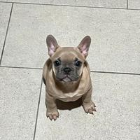 Cucciola Bulldog Francese