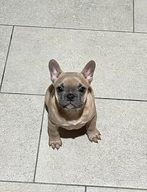 Cucciola Bulldog Francese