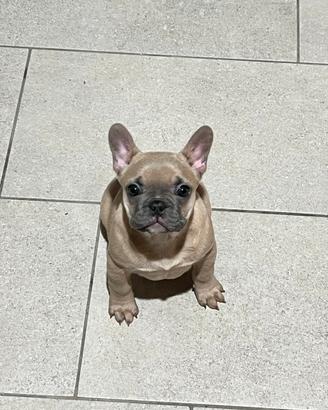 Cucciola Bulldog Francese