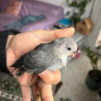 Inseparabili allevato a mano