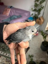 Inseparabili allevato a mano