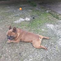 Bulldog francese