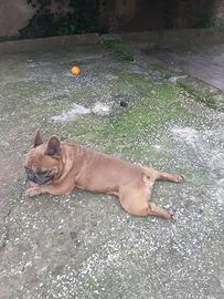 Bulldog francese