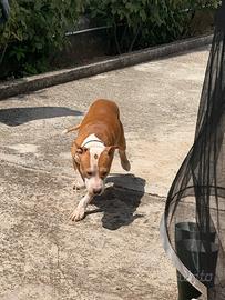 Pitbull eccellente