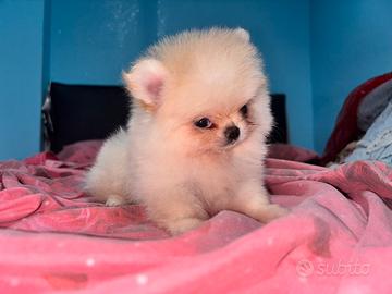 Cucciolo di Spitz di Pomerania
