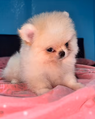 Cucciolo di Spitz di Pomerania