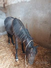 Pony