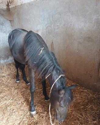 Pony
