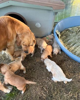 Cuccioli Golden Retriever