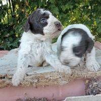 5 lagotti romagnoli maschi